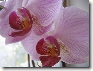 m orchidej...