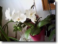 Bl orchidej