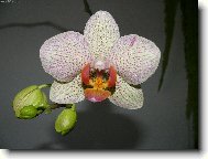 Phalaneopsis