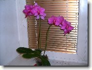 maminina orchidej