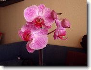 Moje prvn orchidej