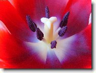 Pan Tulipn