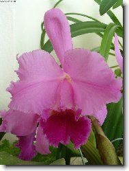 krsa jmnem Orchidej