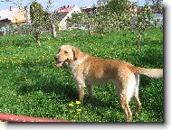 Albi - nov pes na star zahrad