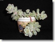 echeveria derenbergii