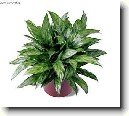 Aglaonema