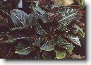 Aglaonema