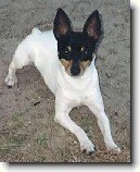 Americk� toy-foxteri�r