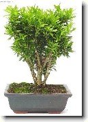 Buxus harlandii, buxus microphylla sinica, Zimostrz