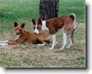 Basenji