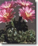 Kaktus Gymnocalycium