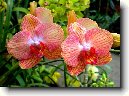 Pstovn orchidej