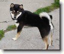 Shiba