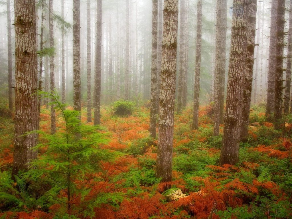 Foto: Foggy Forest In Fall, Olympic National Forest, Washington