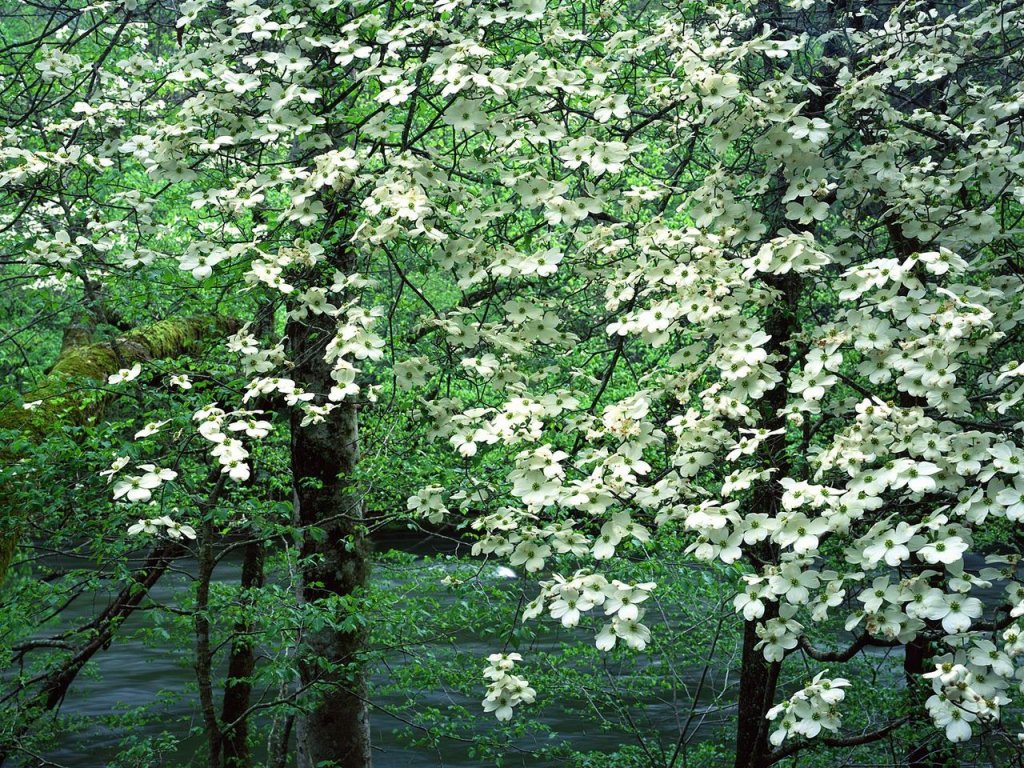 Foto: Dogwood Trees In Bloom, Great Smoky Mountains National Park, Tennessee