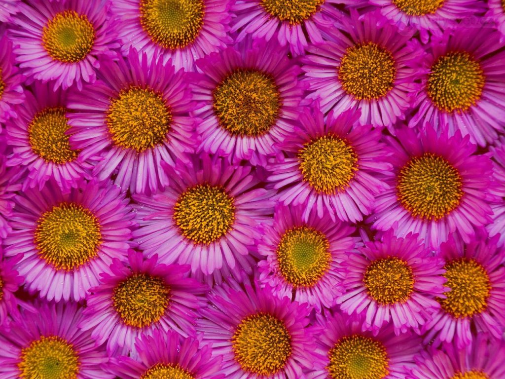 Foto: Seaside Aster, Washington