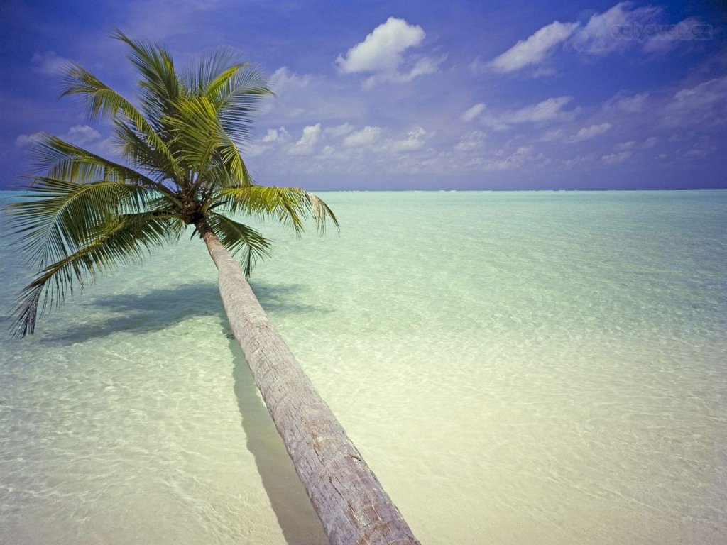 Foto: Leaning Palm, Maldives