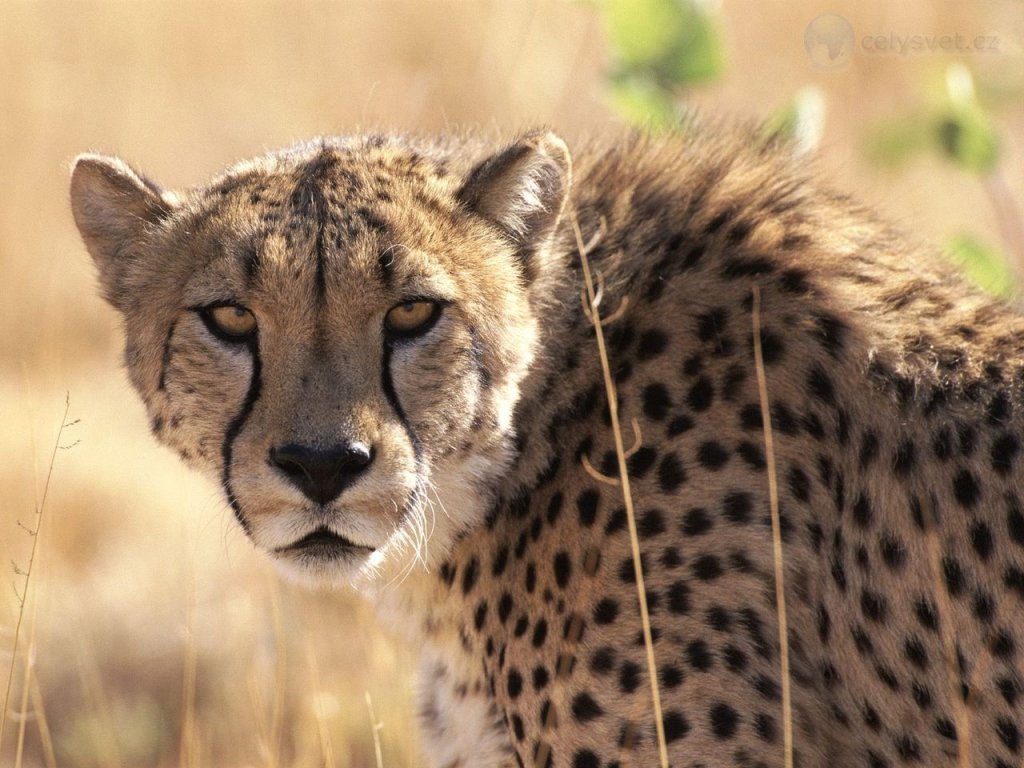 Foto: Cheetah, Okonjuma Game Ranch, Namibia