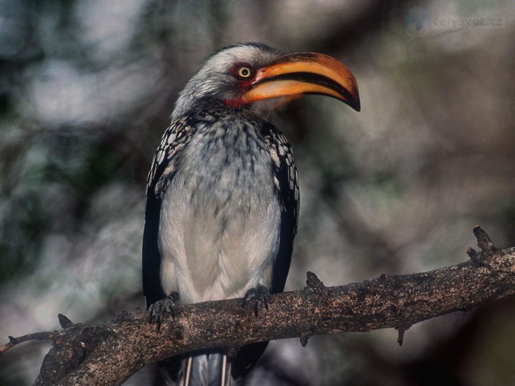 Foto: Proud Hornbill, Kruger Park, South Africa