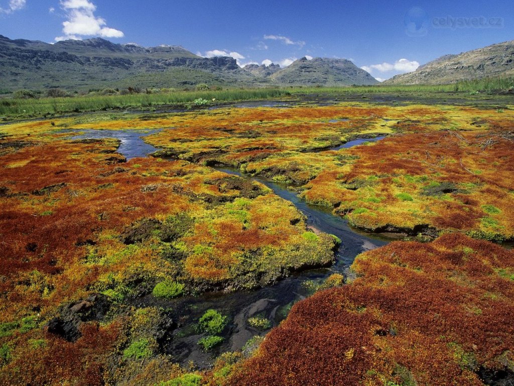 Foto: Colorful Mosses, Cedarberg Wilderness Area, Northern Cape, South Africa