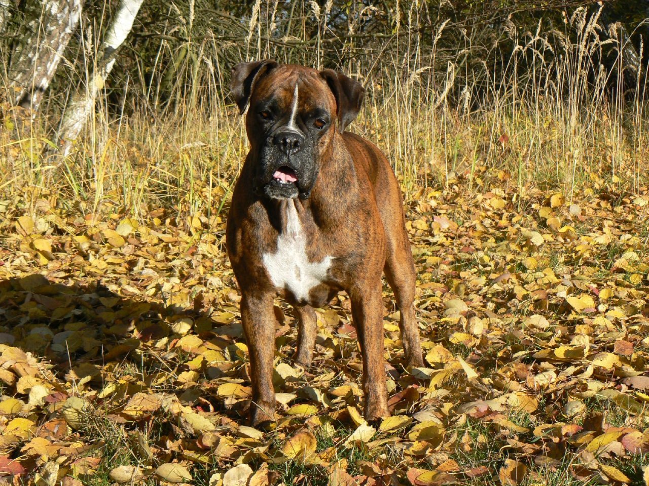 Foto: Blondy v podzimnm slunci