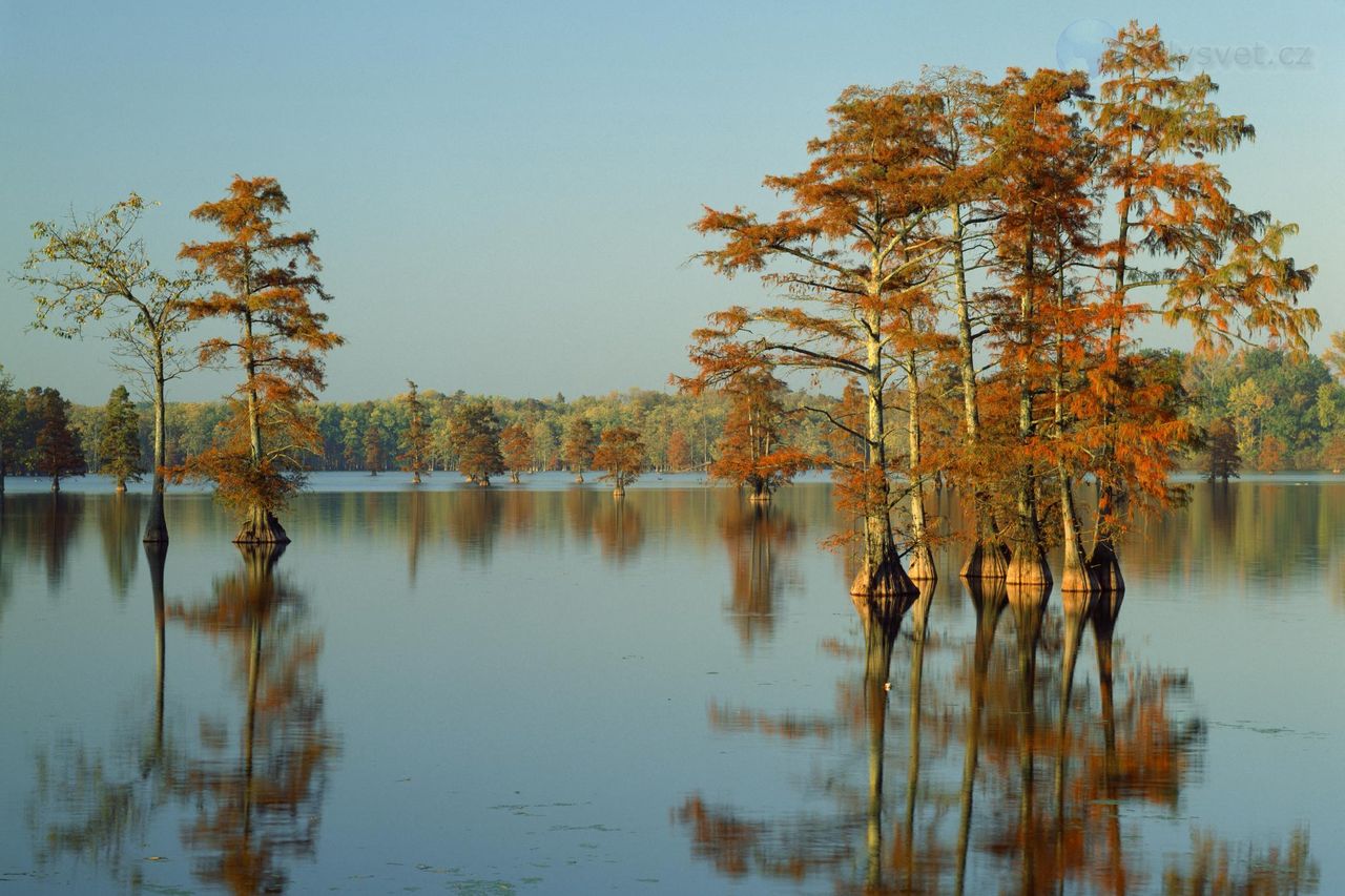 Foto: Cypress Trees Bathed In Morning Light, Horseshoe Lake, Illinois