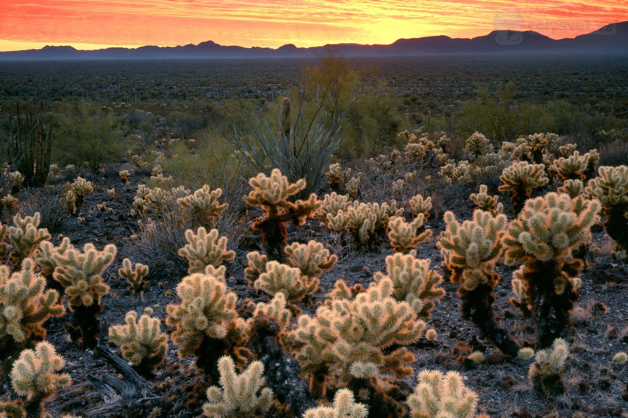 Foto: Cholla Cacti In The Ajo Mountains, Organ Pipe Cactus National Monument, Arizona