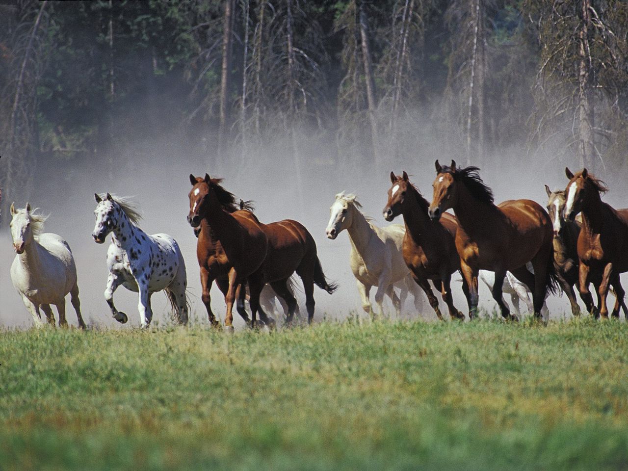 Foto: Roundup On The Ranch, Montana