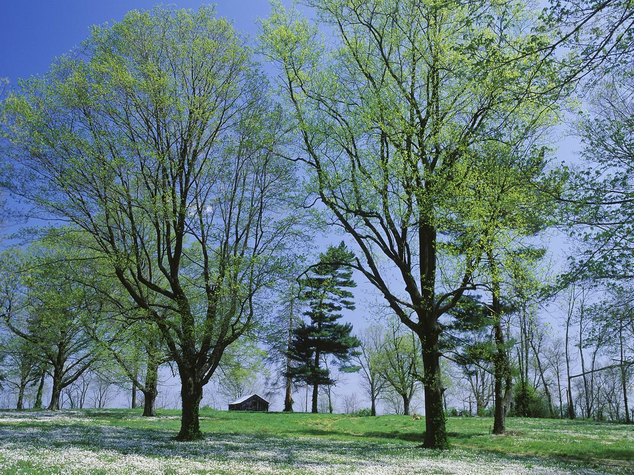 Foto: Spring Meadow, Lexington, Kentucky