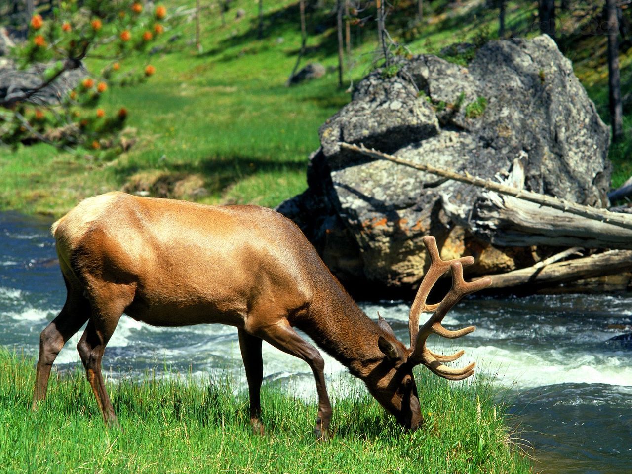 Foto: Grazing Bull Elk, Yellowstone National Park, Wyoming