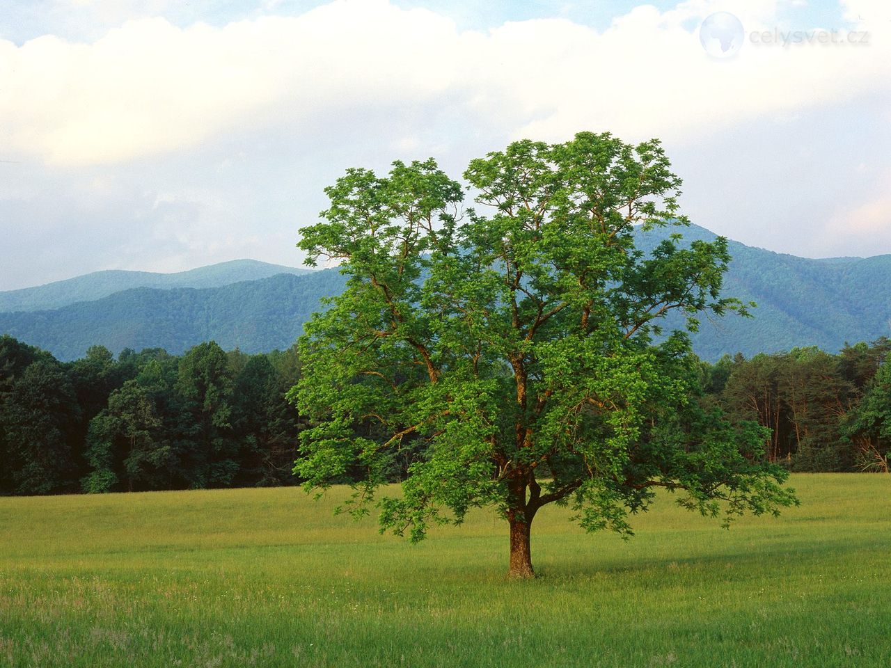 Foto: Walnut Tree, Cades Cove, Great Smoky Mountains National Park, Tennessee