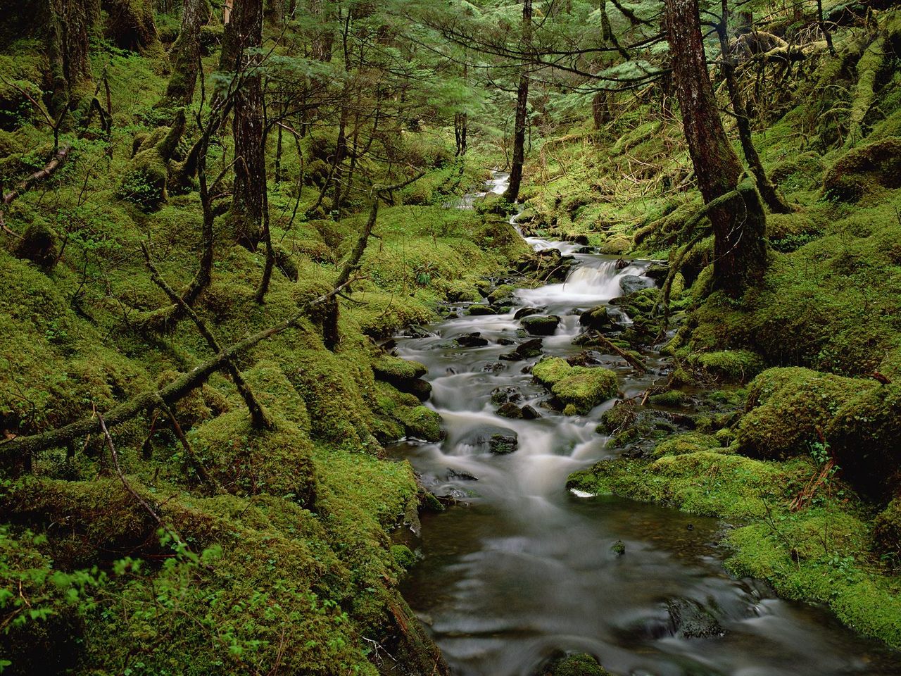 Foto: Temperate Rainforest, Cordova, Alaska