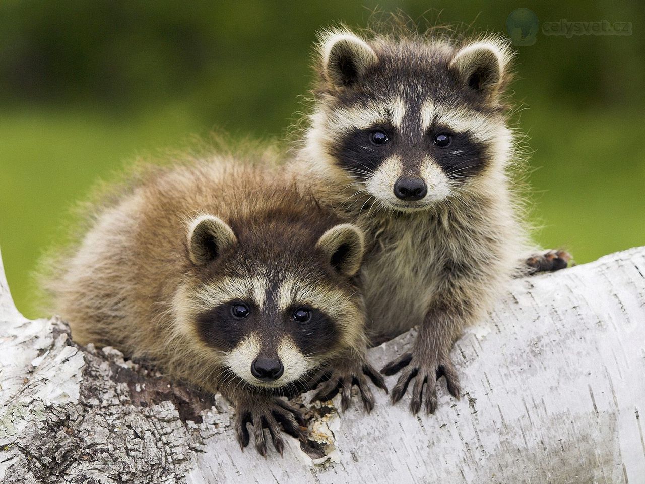 Foto: Young Raccoons, Minnesota