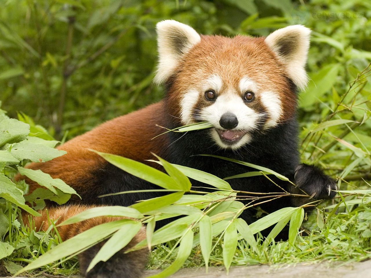 Foto: Red Panda Eating Bamboo, Wolong Nature Reserve, Sichuan Province, China