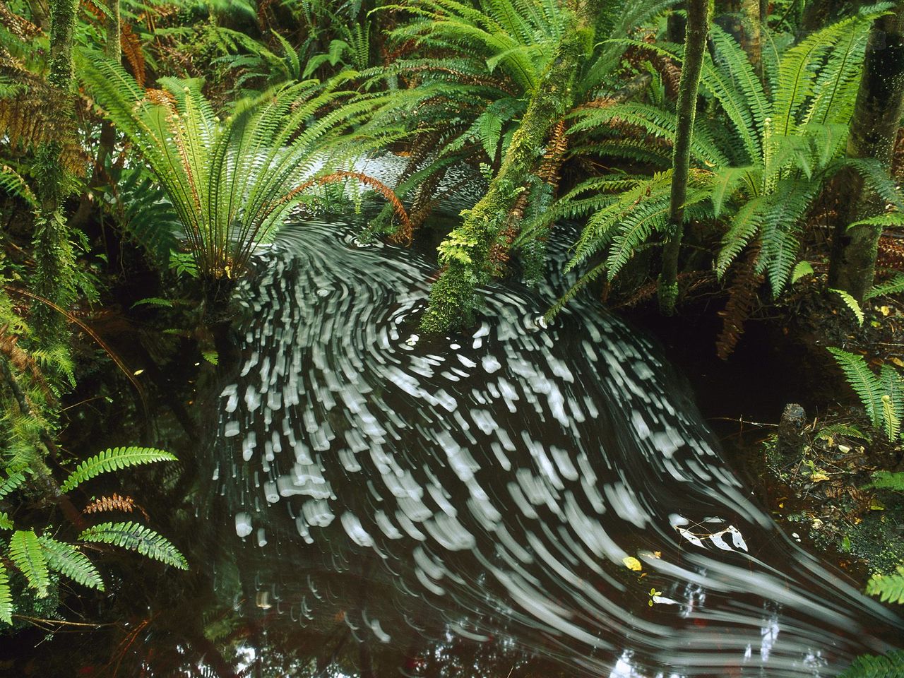 Foto: Waitutu Forest, South Island, New Zealand