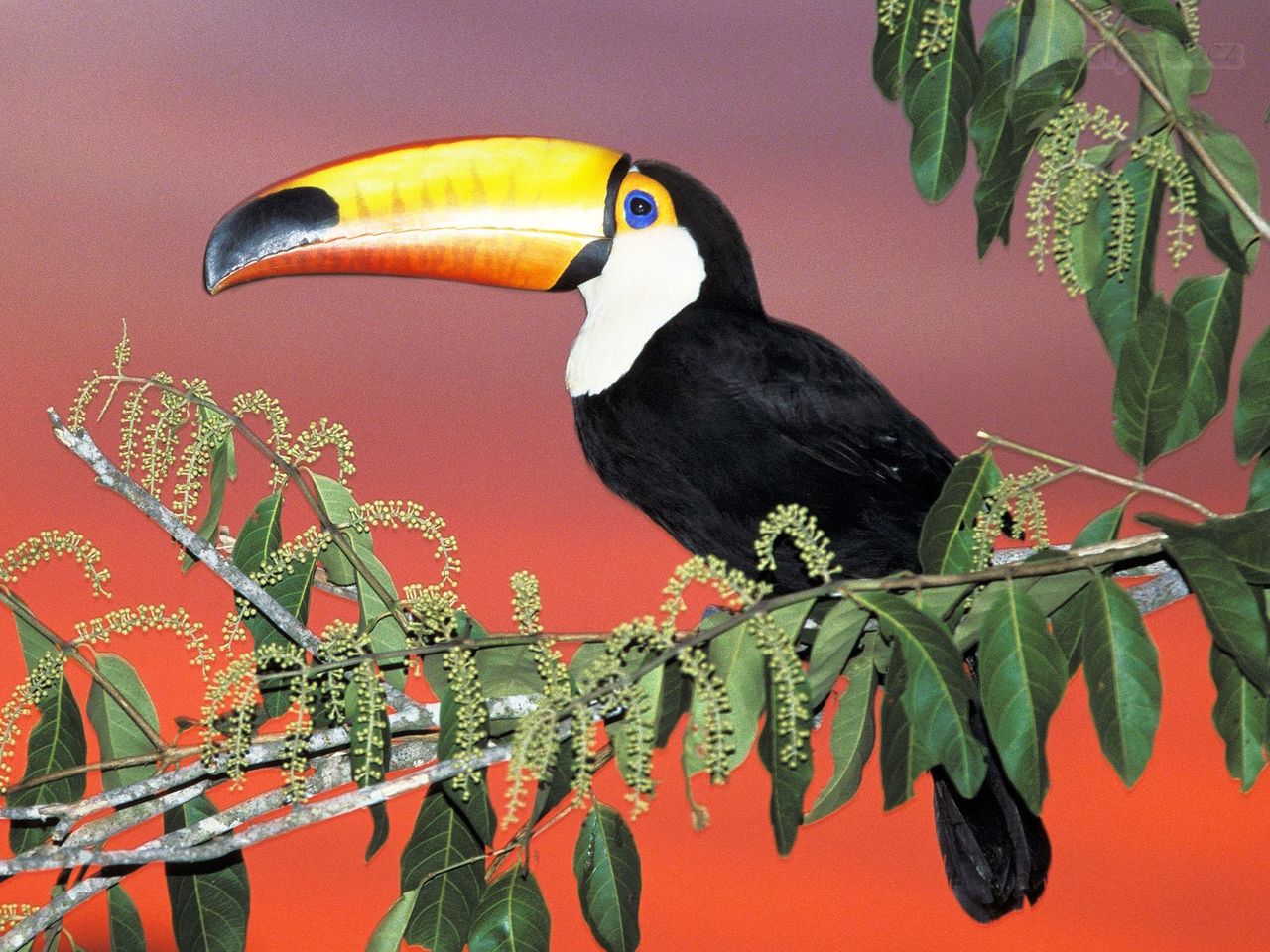 Foto: Toco Toucan, Pantanal, Brazil