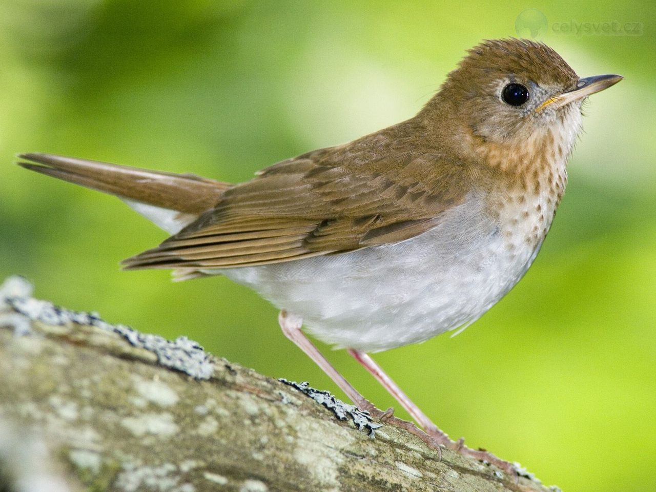 Foto: Veery, Kingston, Annapolis Valley, Nova Scotia, Canada