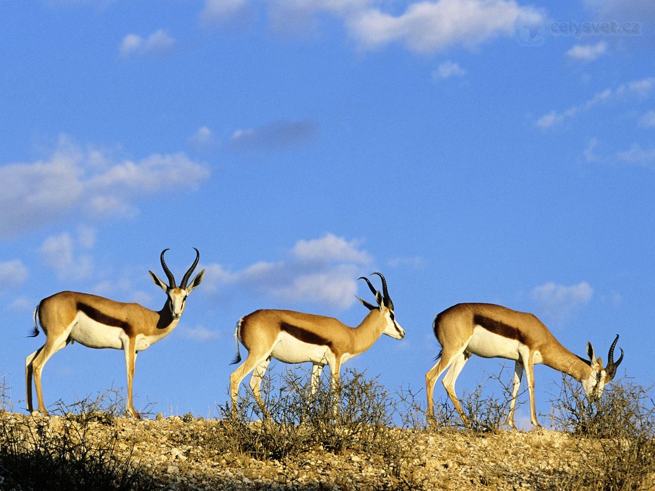 Foto: Springboks, Kgalagadi Transfrontier Park, Kalahari, South Africa