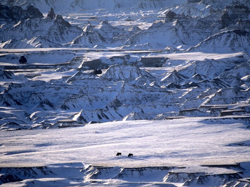 Foto: Distant Bison, Badlands, South Dakota