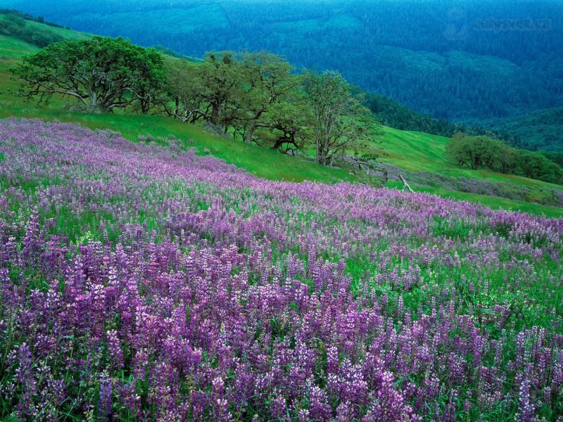 Foto: Oak Trees And River Lupines, Redwood National Park, California