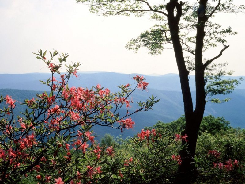 Foto: Blue Ridge Mountains, North Carolina