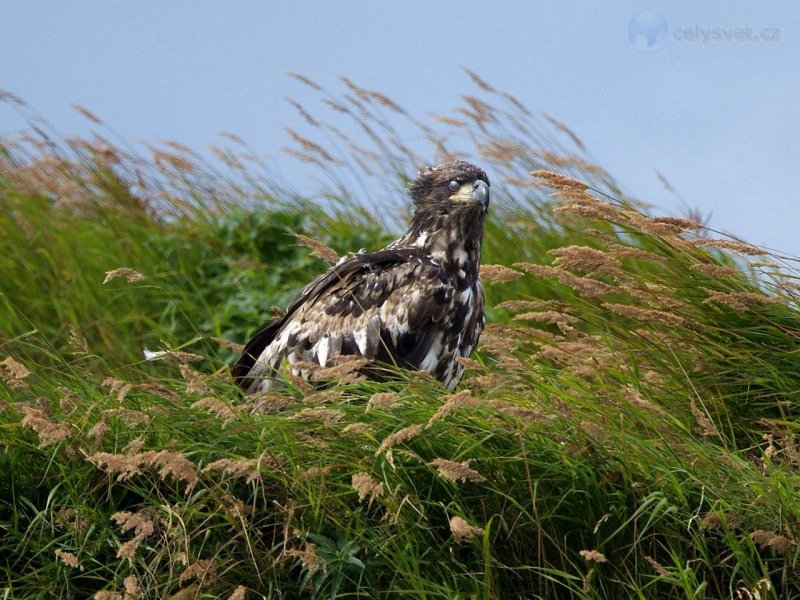 Foto: Juvenile Bald Eagle, Mcneil River, Alaska