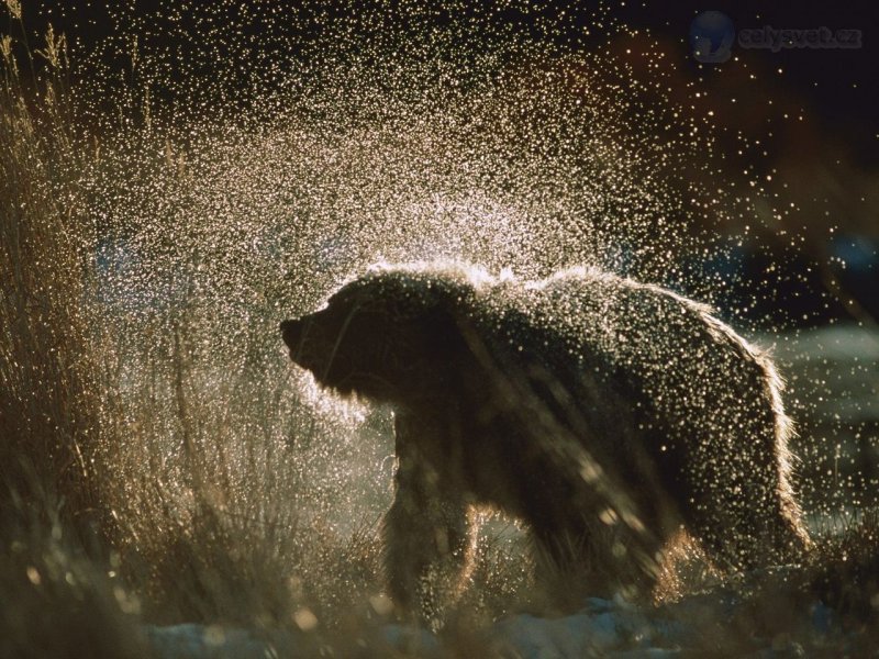 Foto: Wet And Wild, Alaska