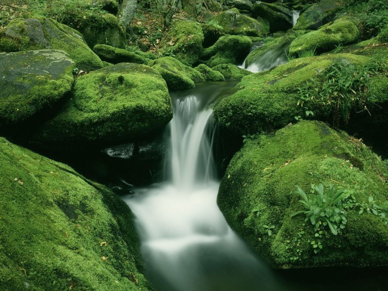 Foto: Moss Covered Rocks Along Roaring Fork, Great Smoky Mountains National Park, Tennessee