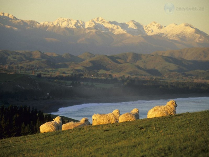 Foto: Sheep Resting Upon The Rolling Hillside, Kaikura, South Island, New Zealand