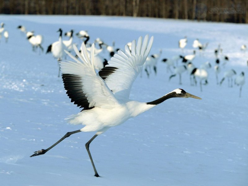 Foto: Red Crowned Crane, Hokkaido, Japan