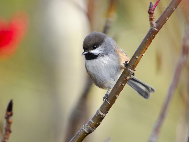 Foto: Boreal Chickadee, Canso, Nova Scotia, Canada