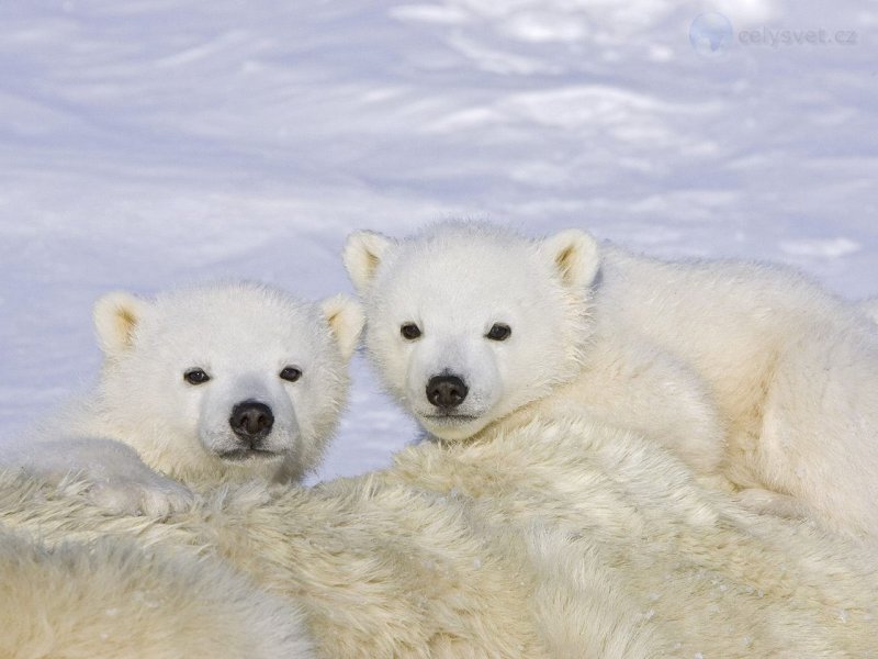 Foto: Polar Bear Cubs, Wapusk National Park, Canada