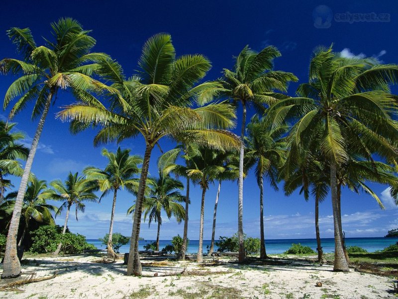 Foto: Coconut Palms, Taunga Island, Vavau Island Group, Tonga