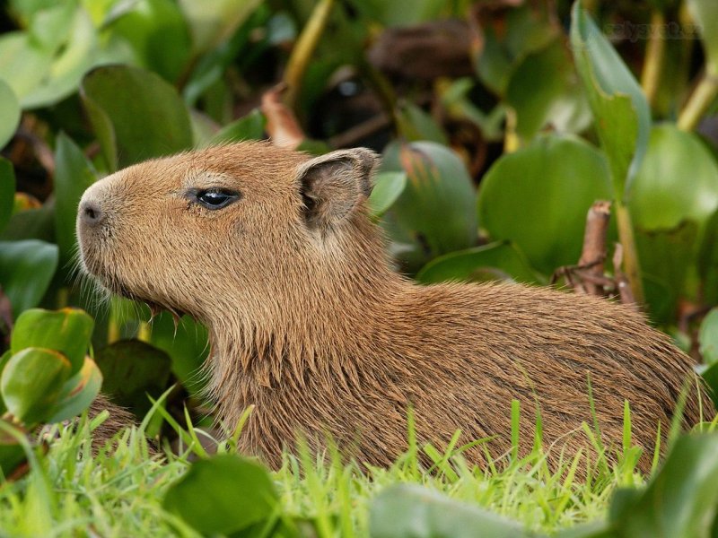 Foto: Capybara, Venezuela